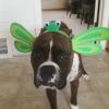 Duncan's Happy Tail