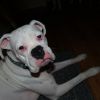 Gretchen's Happy Tail