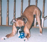 boxer2