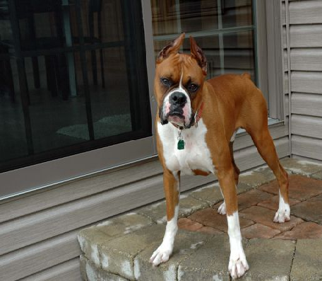 boxer3