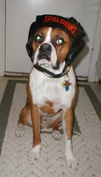 boxer5