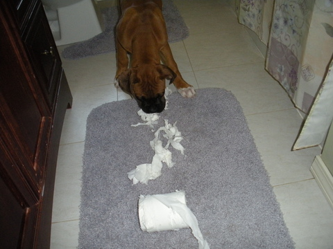 boxer6
