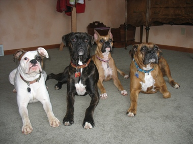 boxer7