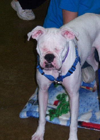 boxer9