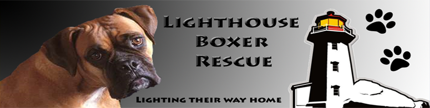 boxerbanner2