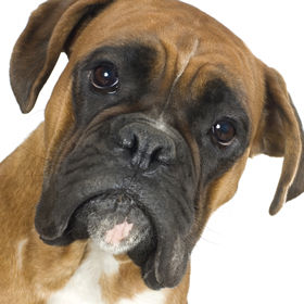 boxerface1