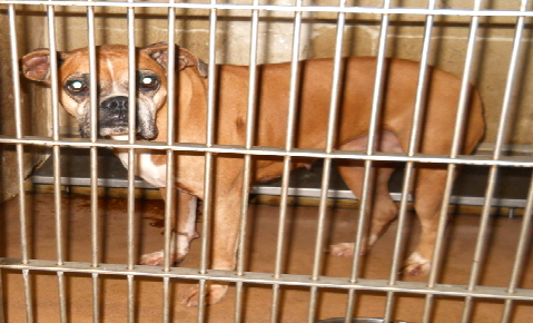 boxersurrender