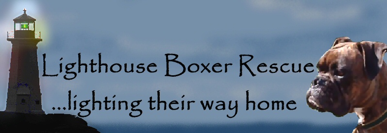 Lighthouse Boxer Rescue...lighting their way home